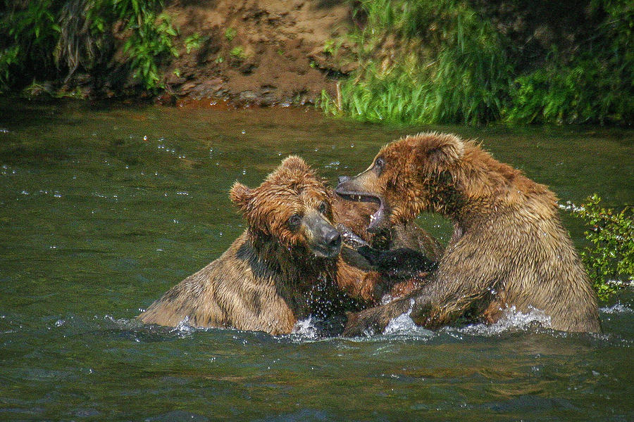 Sparring Cubs Photograph by Ed Stokes