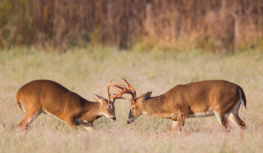 Sparring Deer Photograph by KenCanning