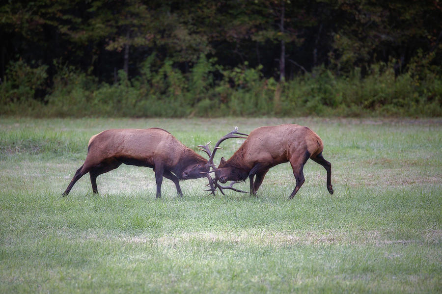Sparring Elk #2 Photograph by Robert J Wagner