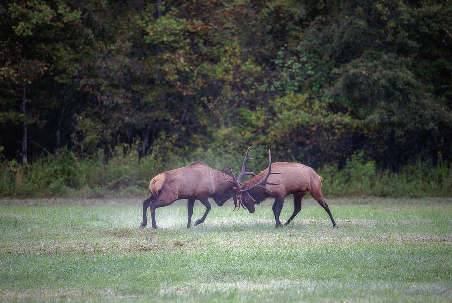 Sparring Elk #4 Photograph by Robert J Wagner