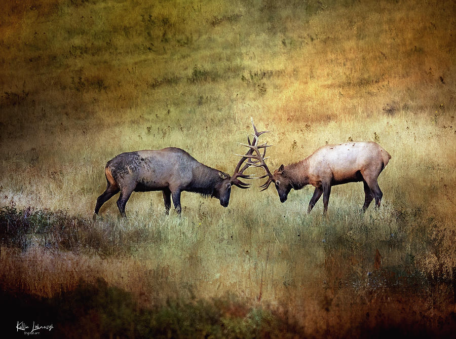 Sparring Elk Digital Art by Kellie Lukaczyk - Fine Art America