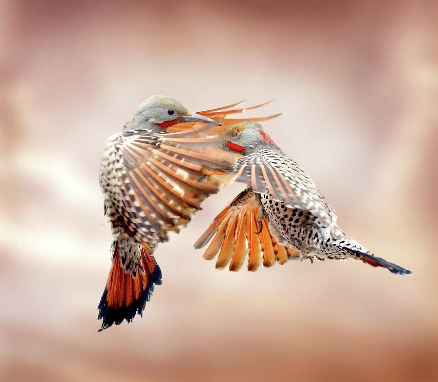 Sparring Flickers Photograph