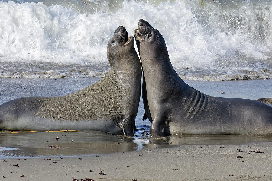 Sparring Partners -- Juvenile Elephant Seals at Piedras Blancas Elephant Seal Rookery, California Photograph by Darin Volpe