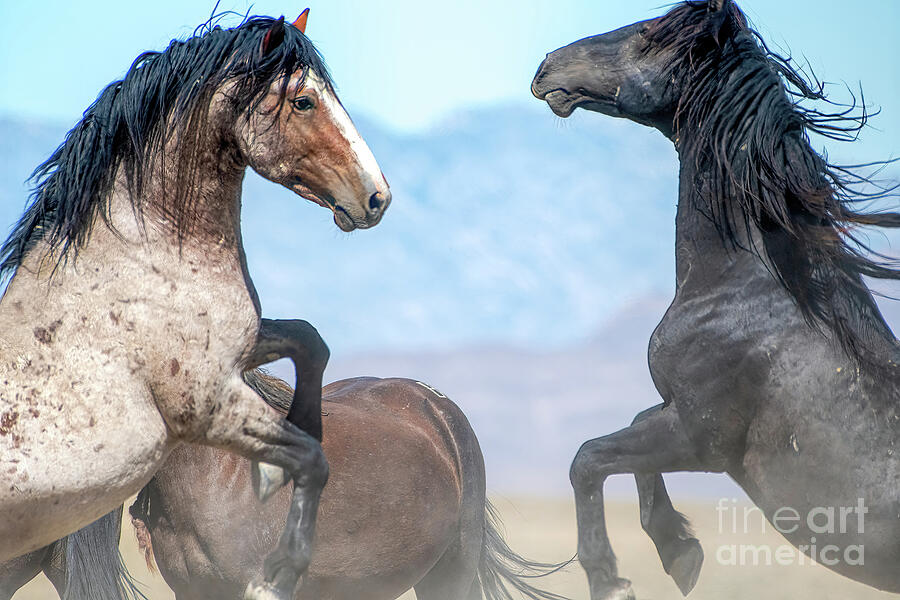 Sparring Stallions Photograph by Jennifer Jenson - Pixels