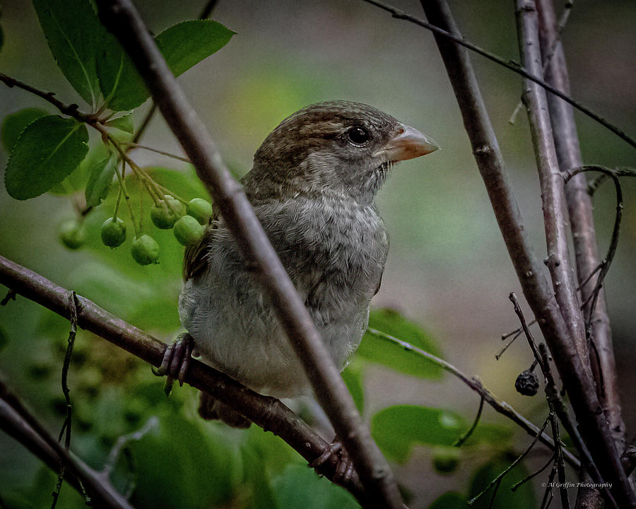 Sparrow Photograph by Al Griffin