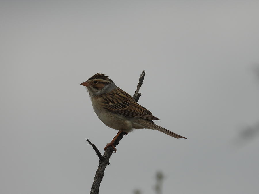 Sparrow Photograph by Amanda R Wright