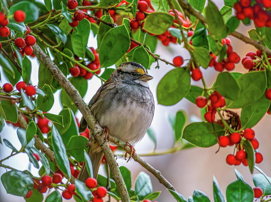Sparrow and December Holly  Photograph by Rachel Morrison