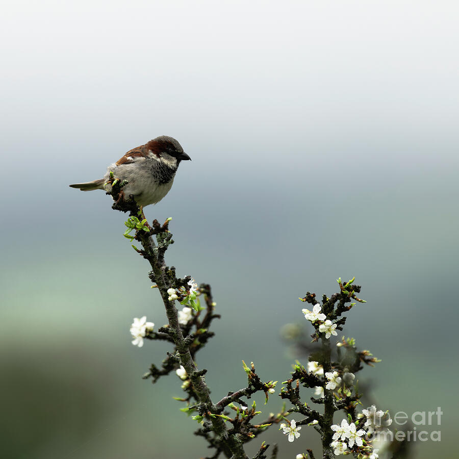 Sparrow and Hawthorn Photograph by Catherine Sullivan