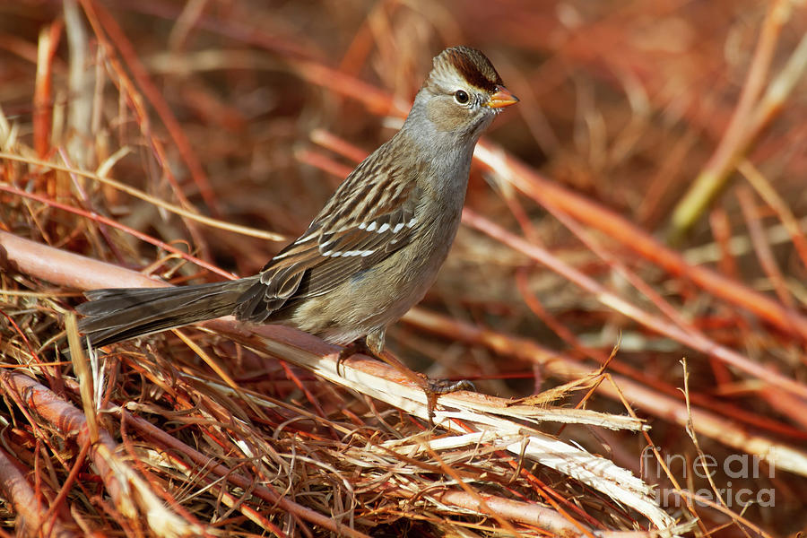 Sparrow at Bosque Photograph by Ruth Jolly