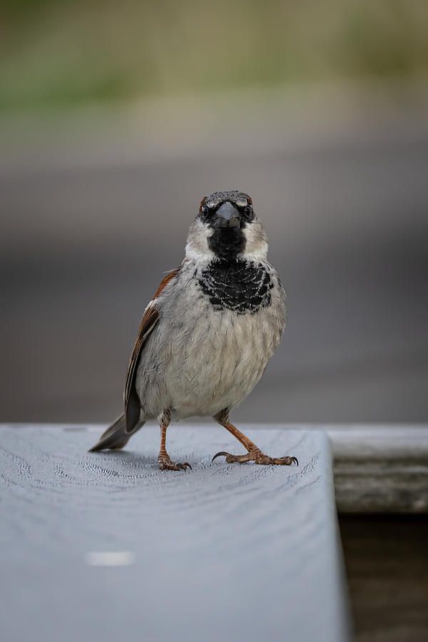 Sparrow Attitude Photograph by Linda Bonaccorsi