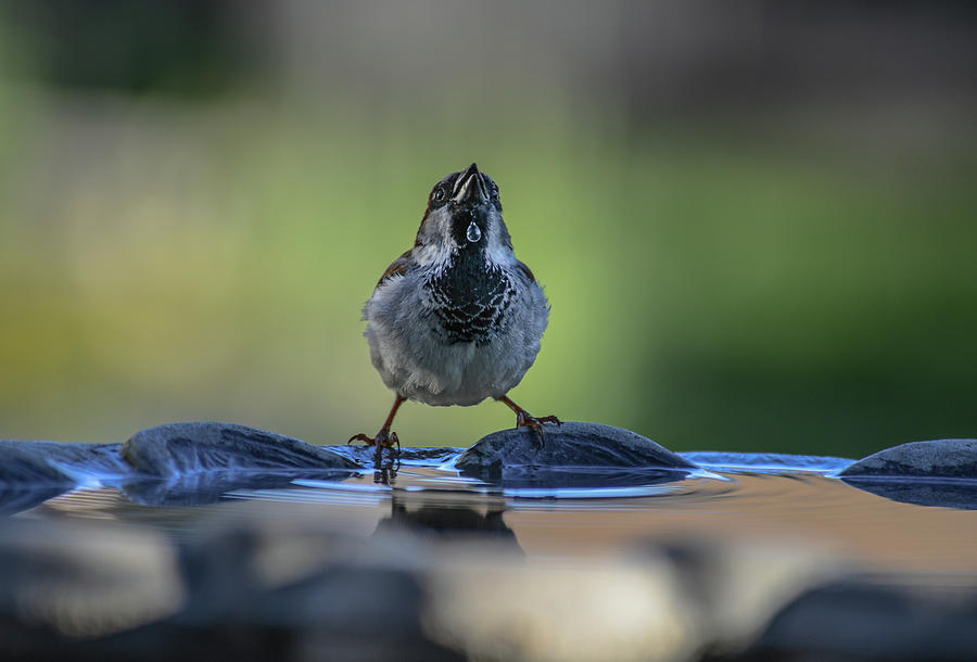 sparrow-BB-drip Photograph by Rae Ann  M Garrett