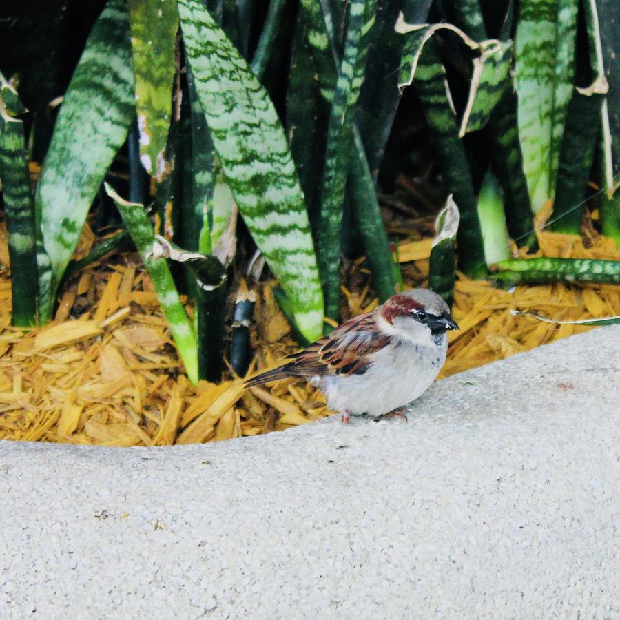 Sparrow Bird Photograph by Lorna Maza