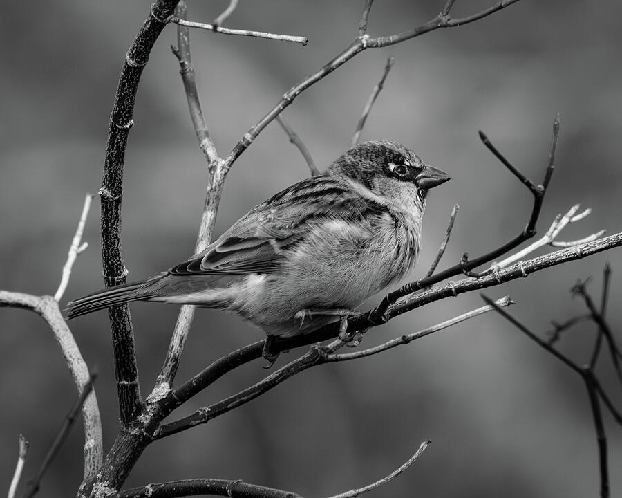 Sparrow Black and White Photograph by Tim Dusenberry - Fine Art America