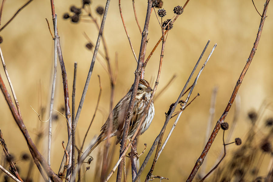 Sparrow Blending In With Its Winter Habitat Photograph