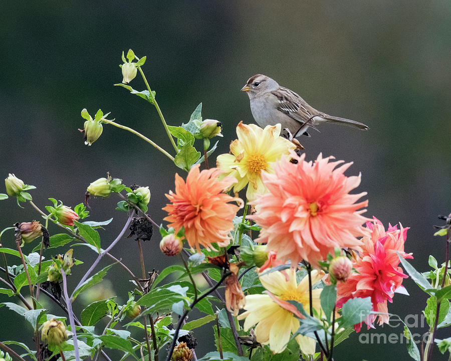 Sparrow Bouquet Photograph by Kristine Anderson