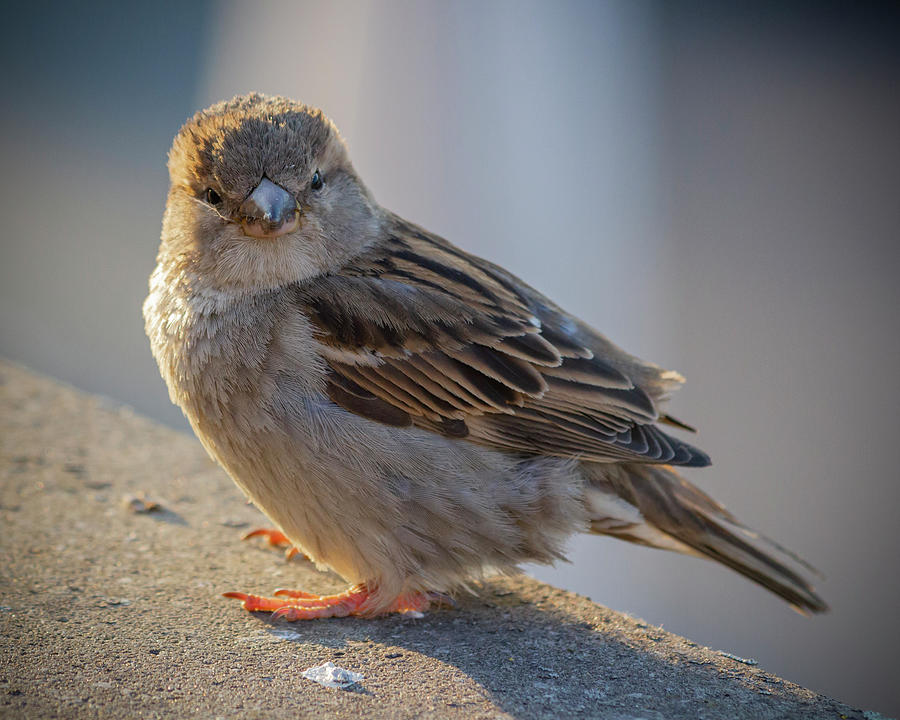 Sparrow close-up Photograph by Vlad Baciu