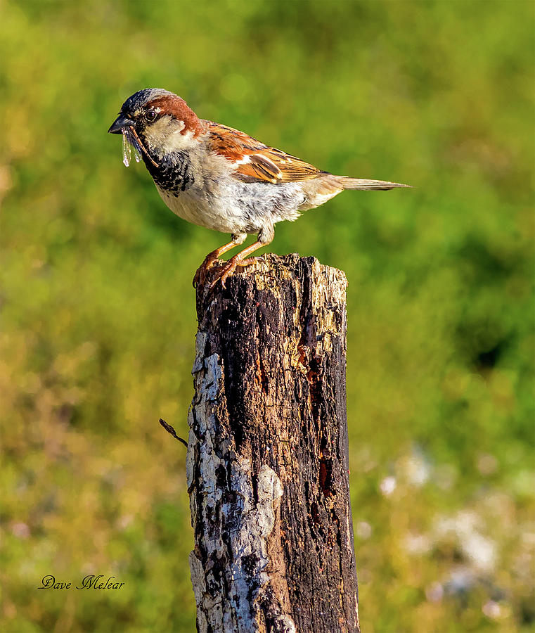 Sparrow Photograph by Dave Melear