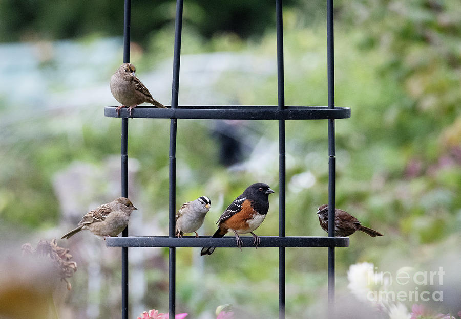 Sparrow Hangout Photograph by Kristine Anderson