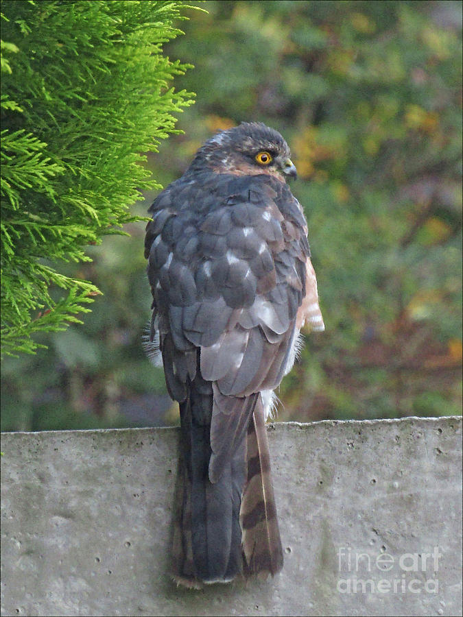 Sparrow Hawk Photograph by Kim Tran