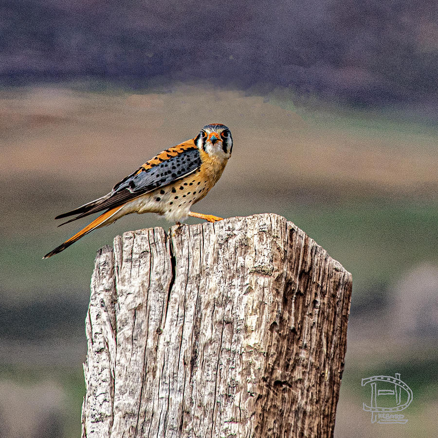 Sparrow Hawk on Post Photograph by Daniel Hebard