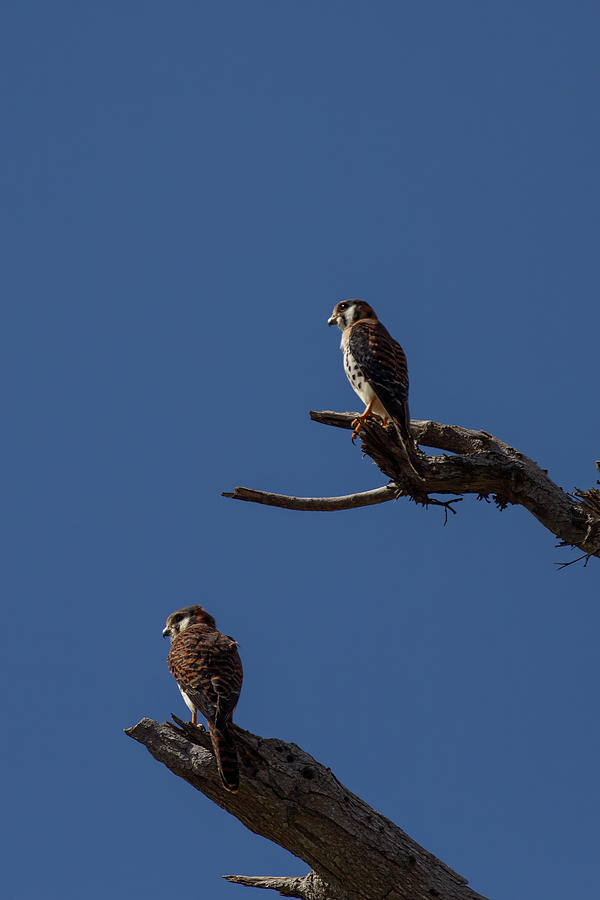 Hawk Photograph - Sparrow Hawks by John Haldane