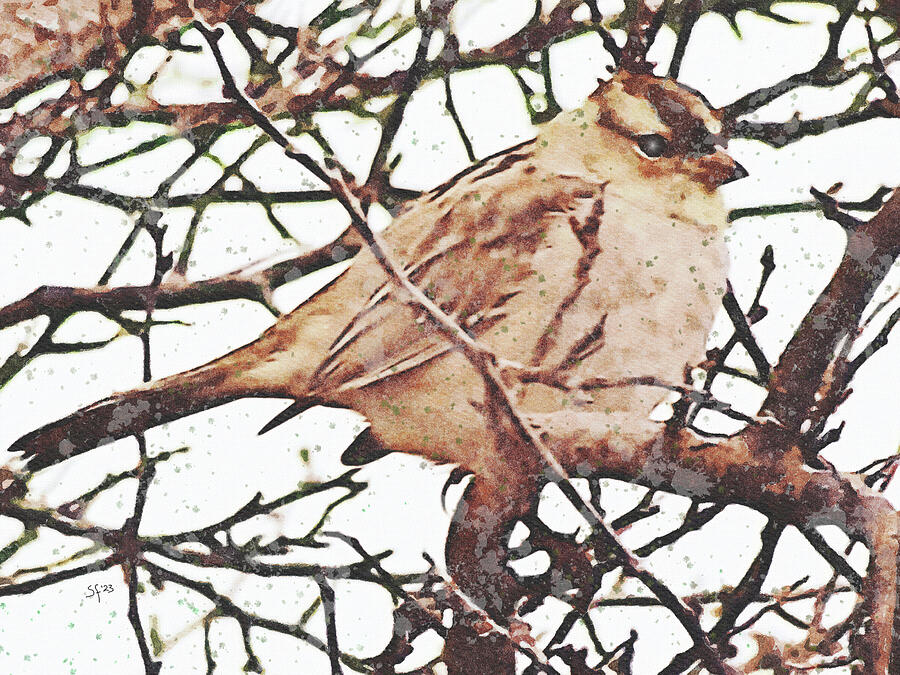 Sparrow in a Cedar Tree Mixed Media by Shelli Fitzpatrick