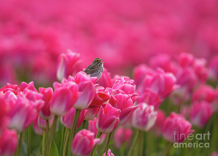 Sparrow in a Sea of Pink Tulips Photograph by Mike Reid - Fine Art America