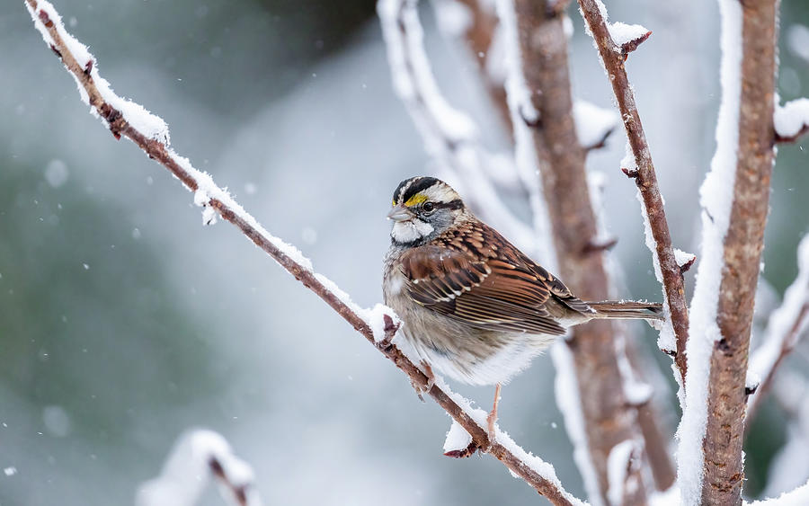 Sparrow in a Snowy Cherry Tree Photograph by Rachel Morrison