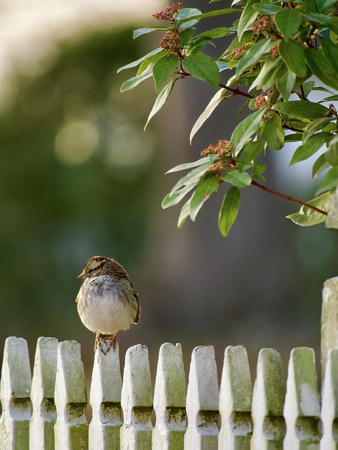 Sparrow in Colonial Williamsburg Photograph by Rachel Morrison