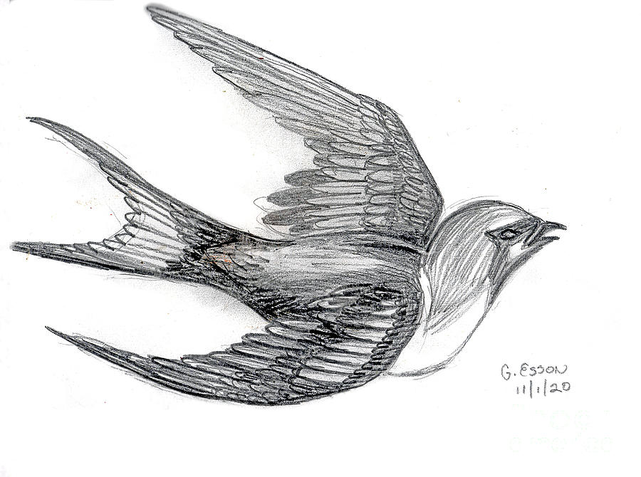 sparrow posture- we like that one has wings up, the other down! | Sparrow  art, Pencil drawings of animals, Sparrow drawing