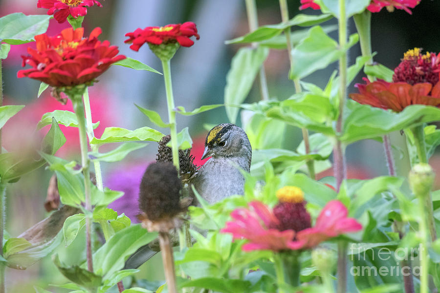 Sparrow in Garden Photograph by Kristine Anderson