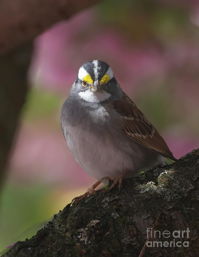 Sparrow in Spring Photograph by Chris Scroggins