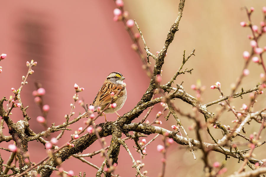 Sparrow in the Garden Photograph by Rachel Morrison