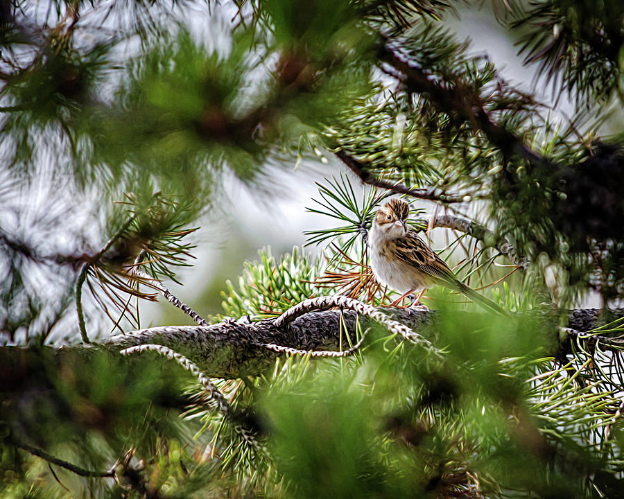 Sparrow In The Pines  Photograph by Debra Martz
