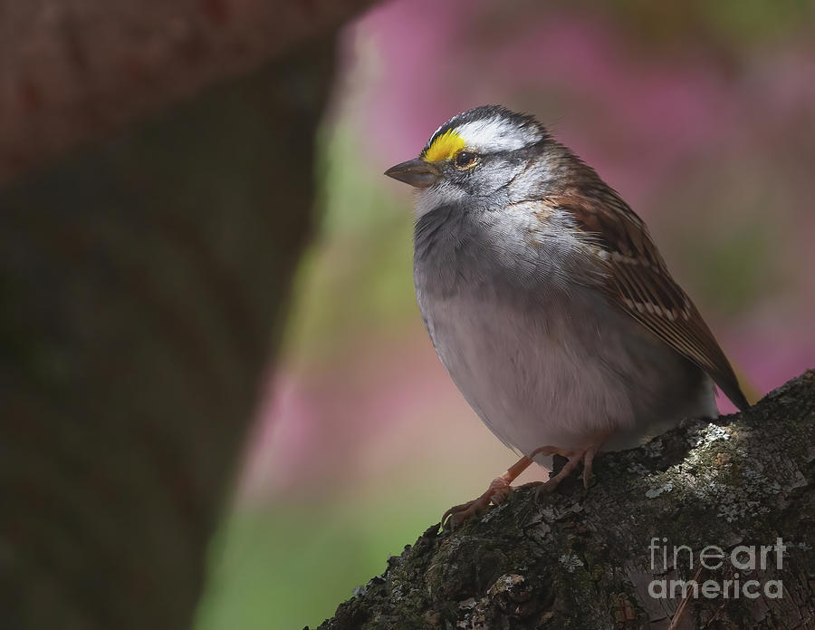 Sparrow in the Spotlight Photograph by Chris Scroggins
