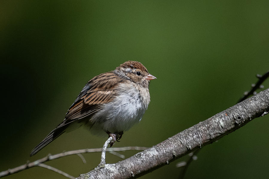 Sparrow in the Woods Photograph by Linda Bonaccorsi