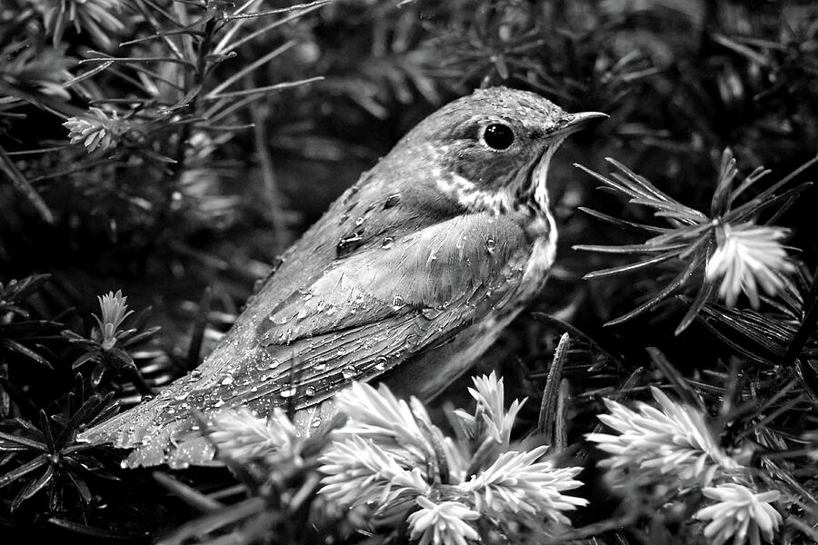 Sparrow in the Yew Bush - Black and White Photograph by Nikolyn McDonald