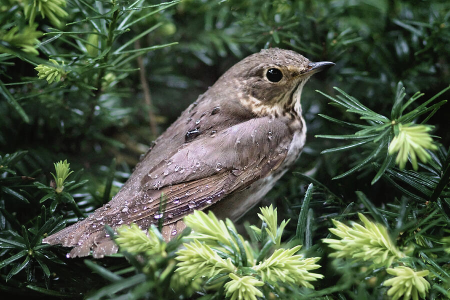 Sparrow in the Yew Bush Photograph by Nikolyn McDonald