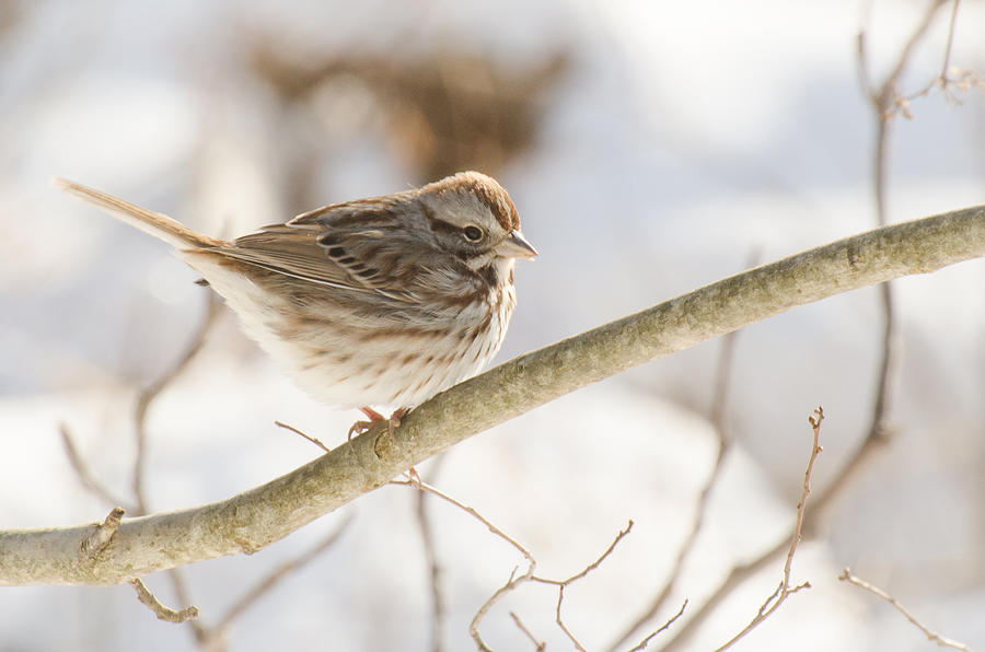 Sparrow in Winter Photograph by Cora Rosenhaft