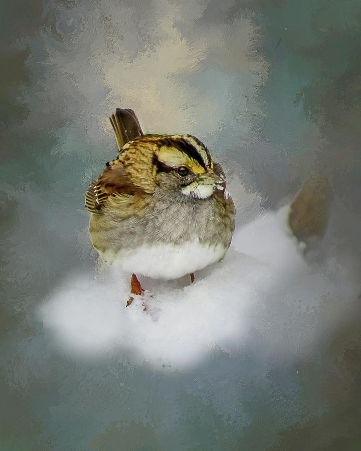 Sparrow in Winter Mixed Media by Ken Frischkorn