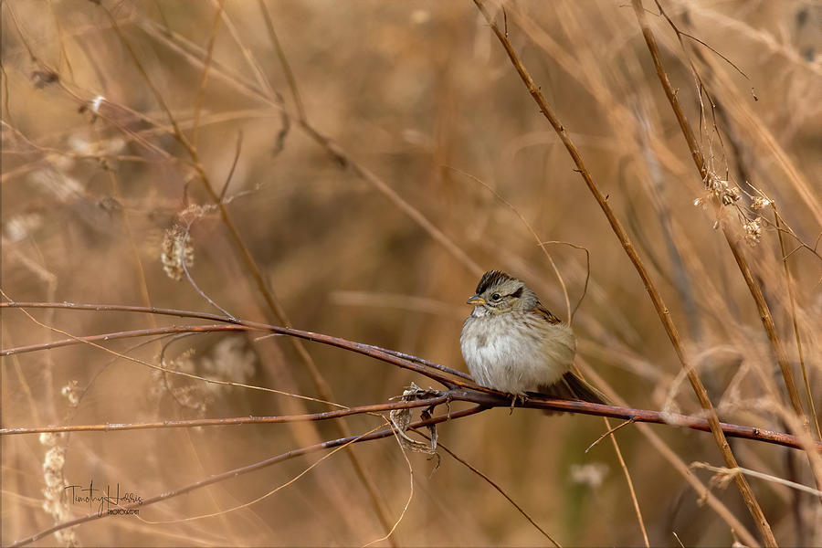 Sparrow in Winter Photograph by Timothy Harris