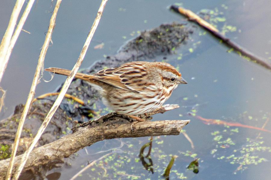 Sparrow Photograph - Sparrow by Jean Haynes