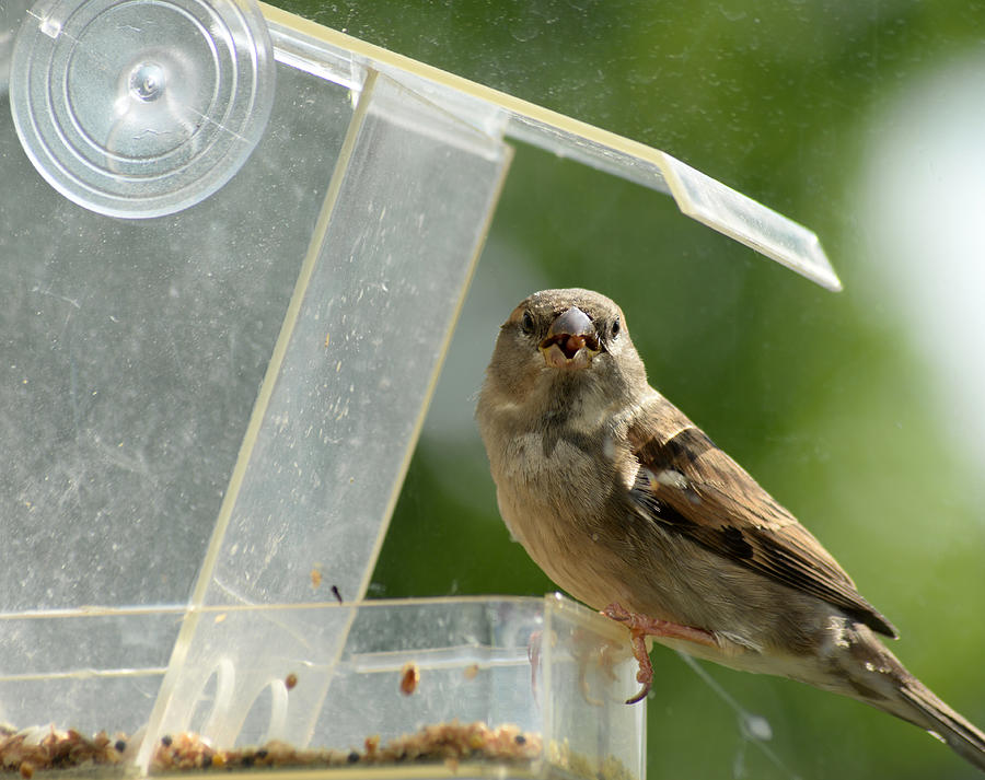 Sparrow looking from feeding house with seed Photograph by Pappamaart