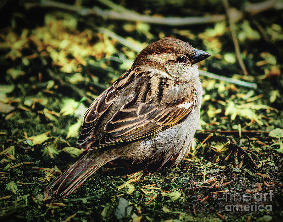 Sparrow Photograph by Nick Zelinsky Jr