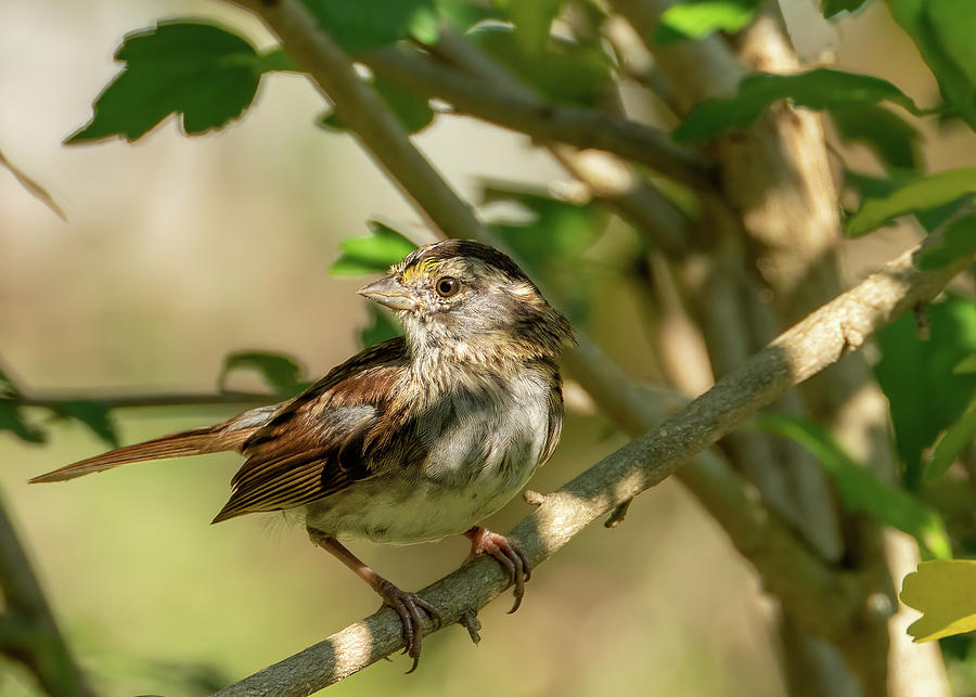 Sparrow On A Branch Photograph by Bob Orsillo