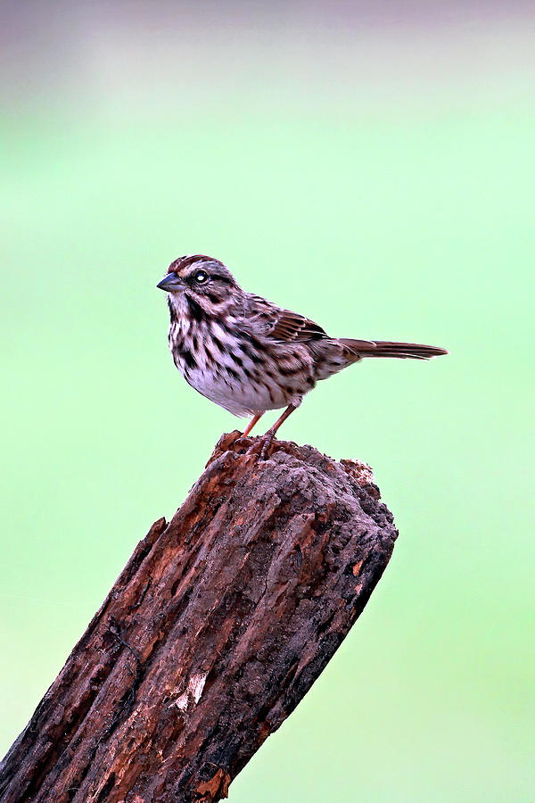 Sparrow On A Fencepost  Photograph by Jennifer Robin