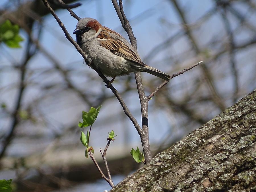 Sparrow On A Limb Photograph