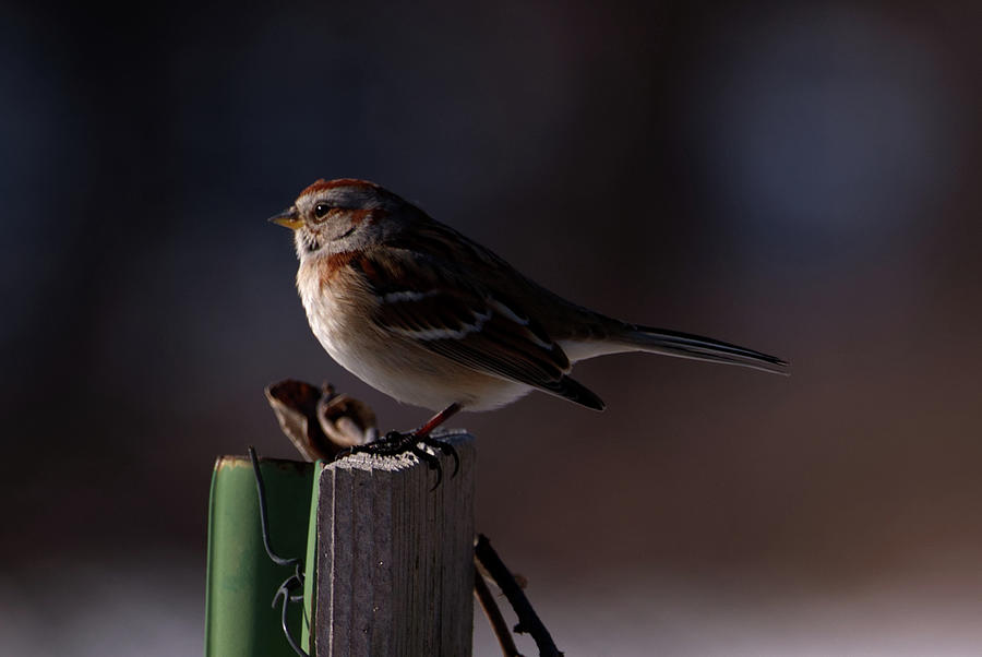 Sparrow on a Post Photograph by Flinn Hackett