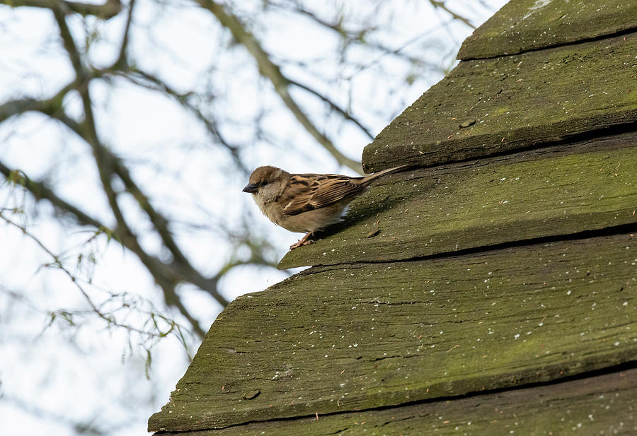 Sparrow on a Roof Photograph by Rachel Morrison