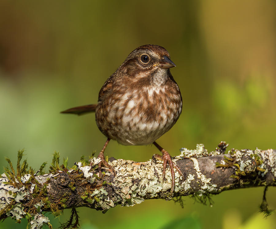 Sparrow On A Stick Photograph